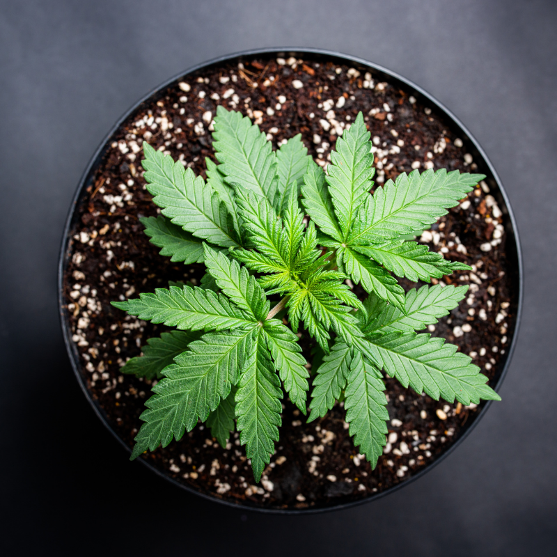 Cannabis Cultivation Tax Form 943