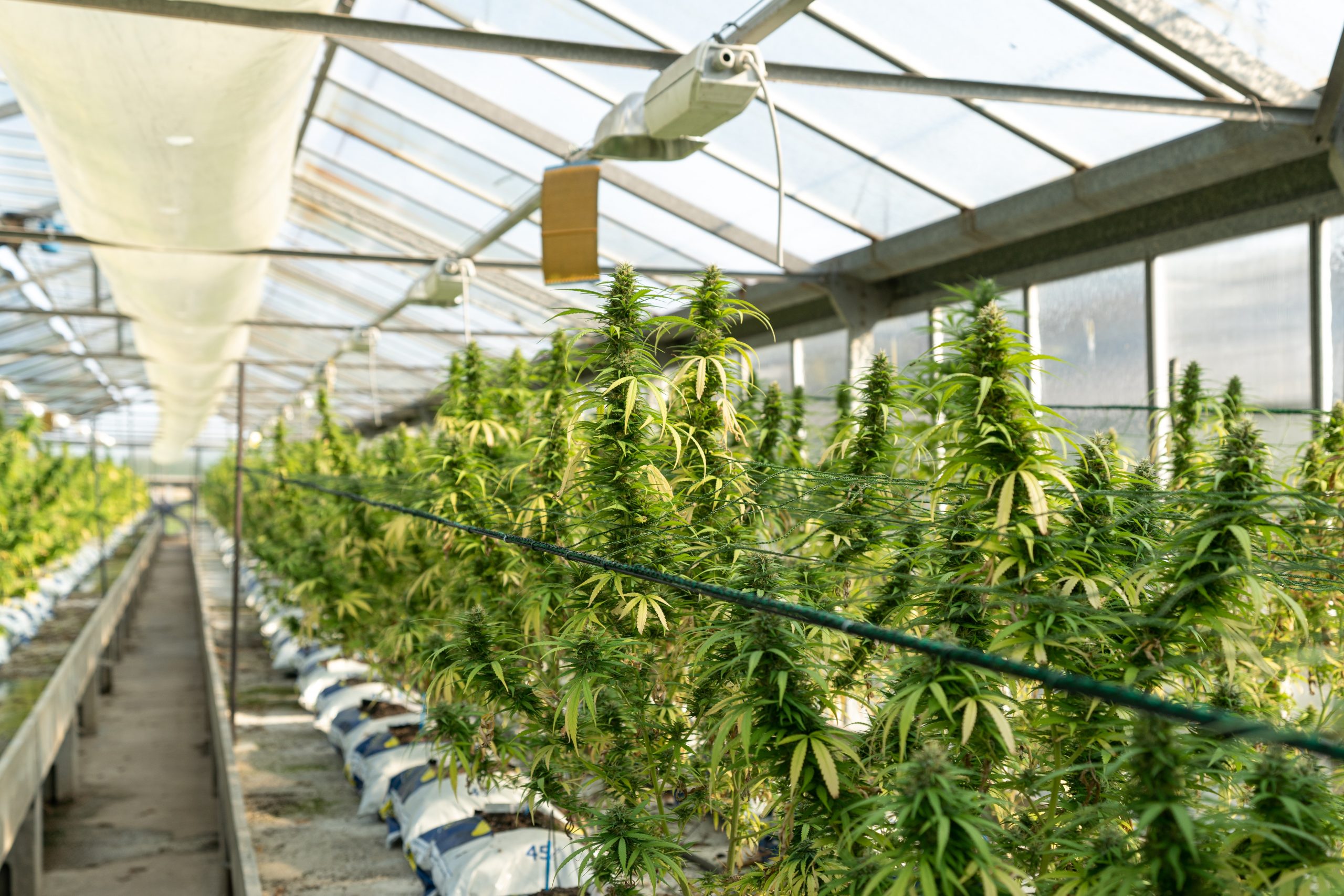 Cannabis Cultivation Taxes