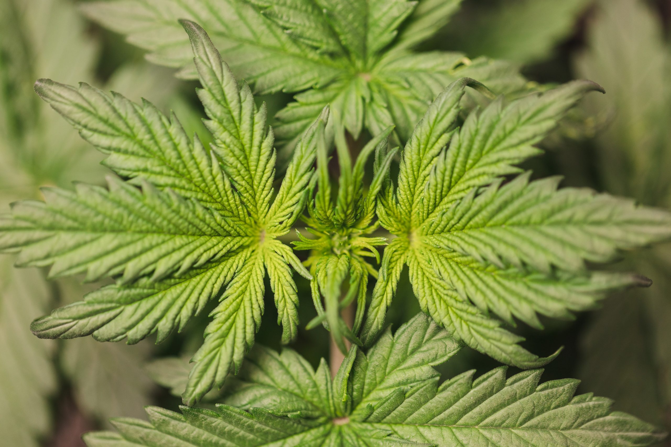 280E Deductions for Cannabis Cultivators