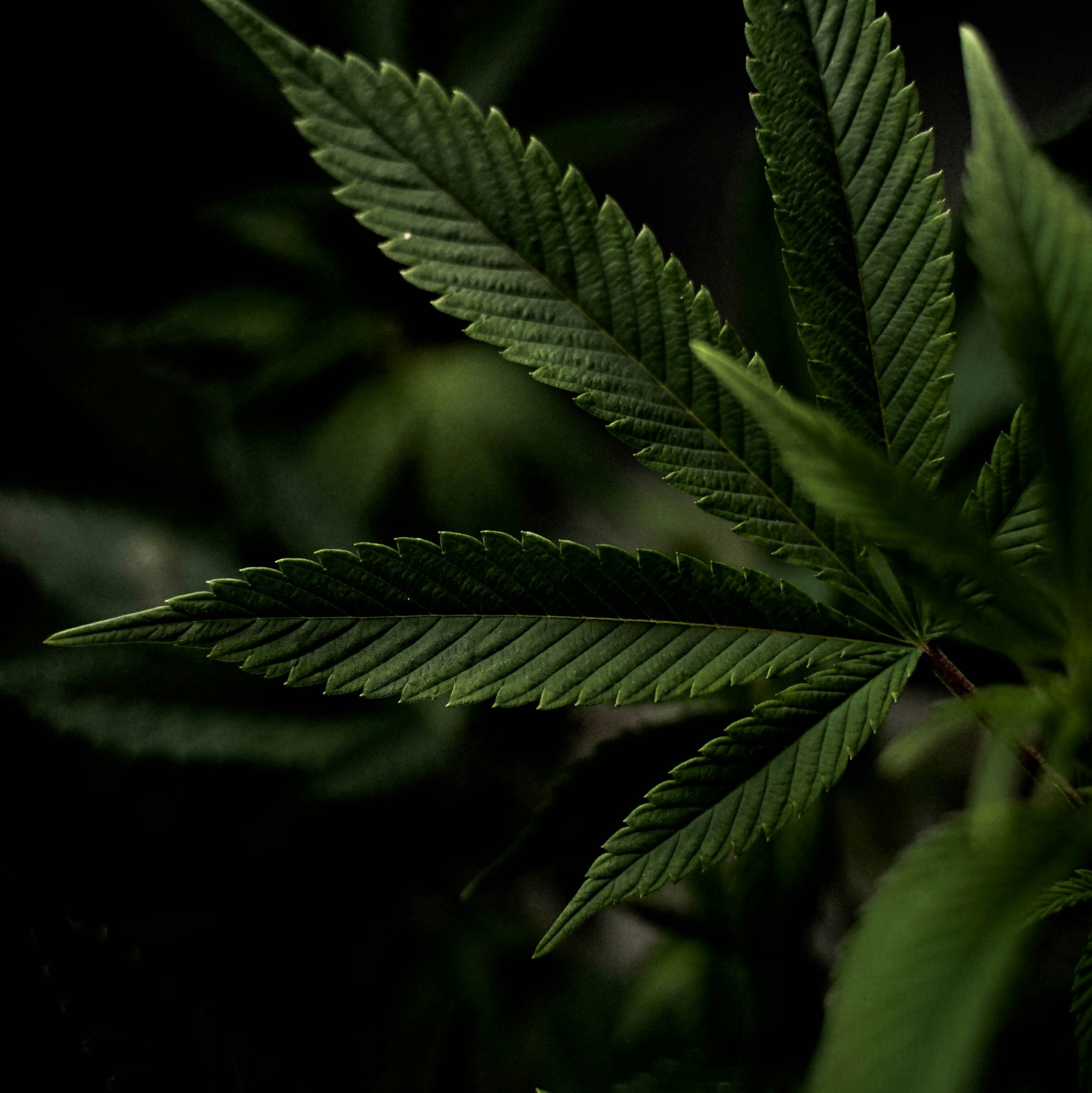 Connecticut cannabis accounting and tax advisory