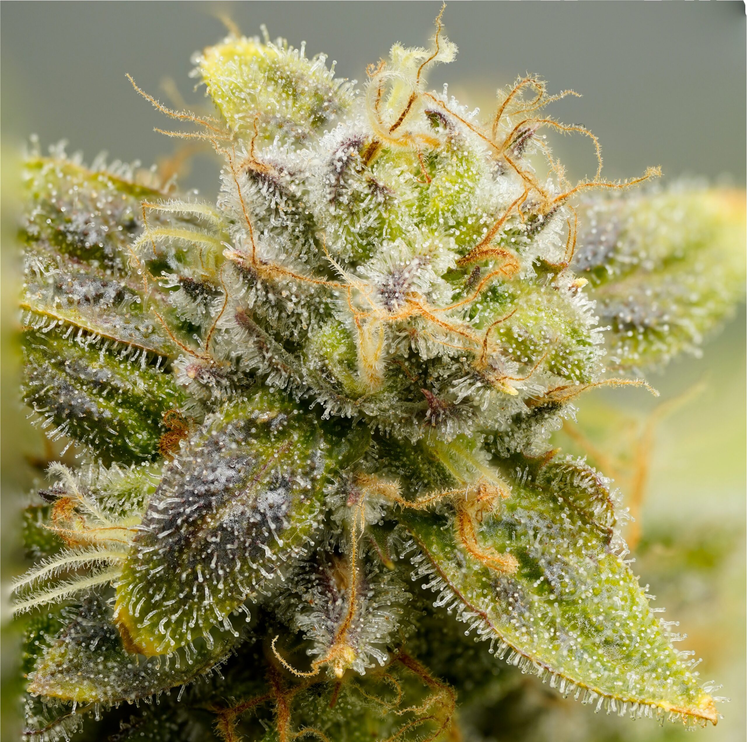 Kentucky cannabis accounting and tax advisory services