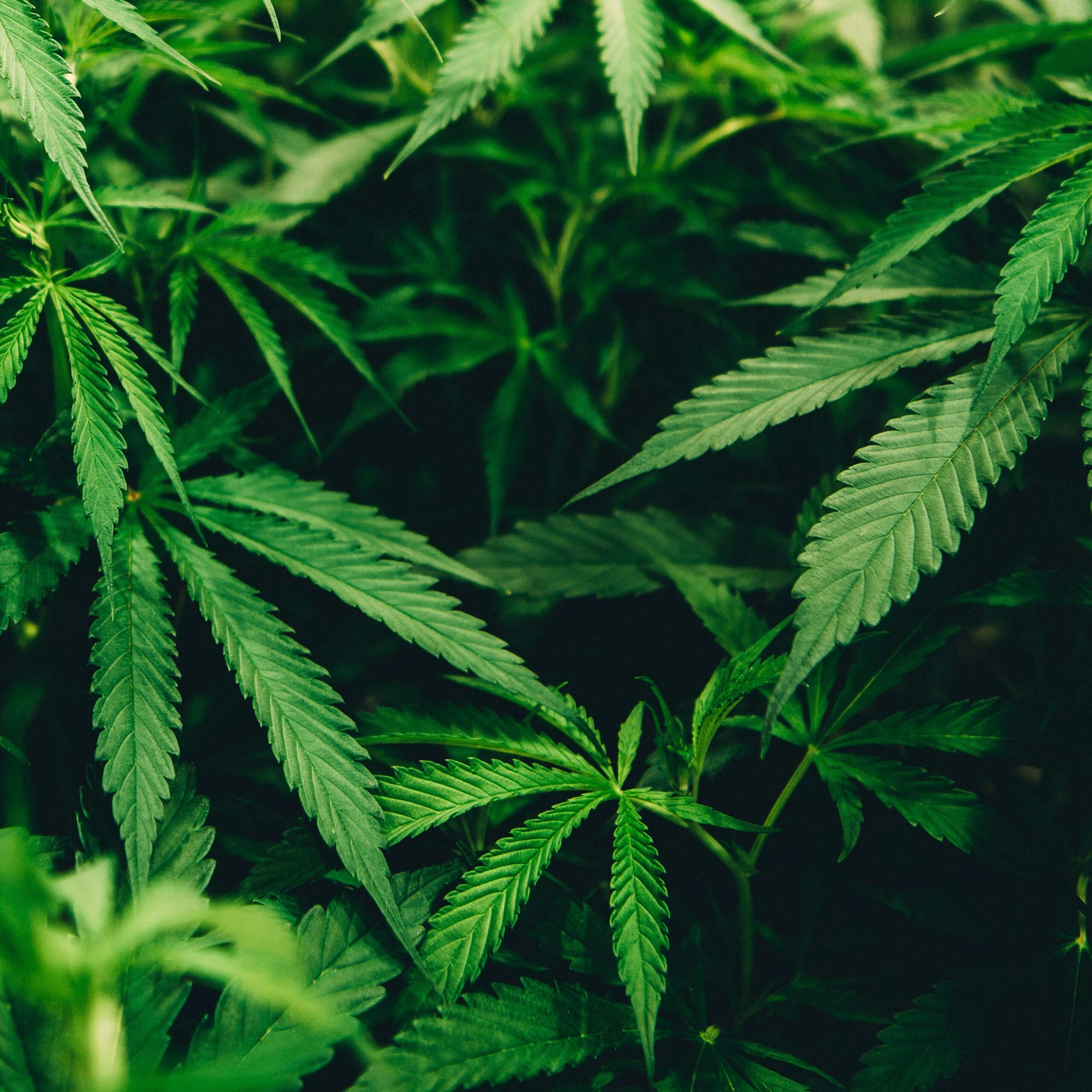 Florida cannabis accounting and tax advisory services