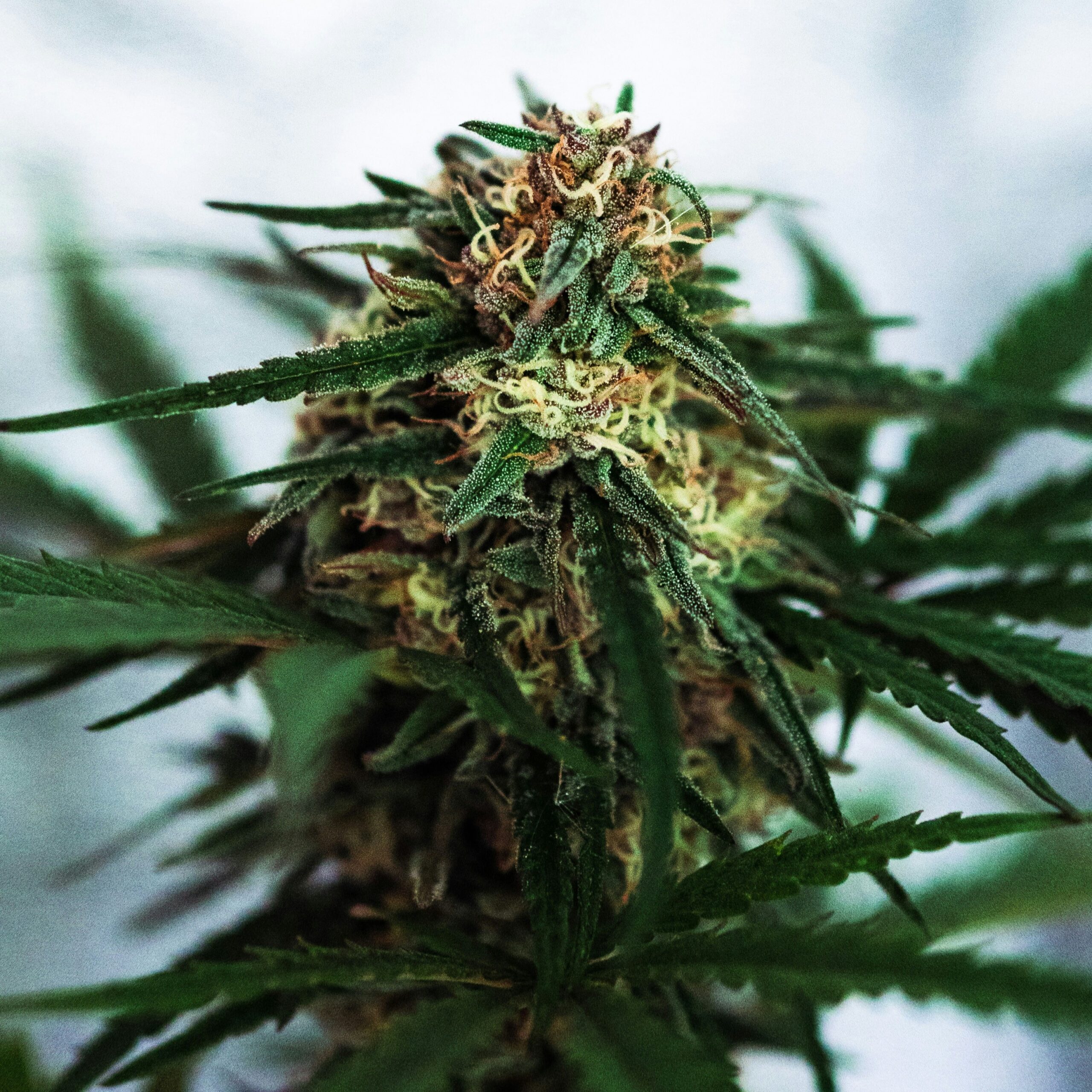 Ohio cannabis accounting and tax advisory services